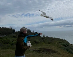 Plane Print Seagull Glider Kit 1500mm -Aloft Hobbies Shop 3dseagull2 1